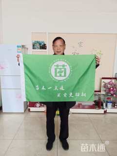 高度30厘米小龙柏