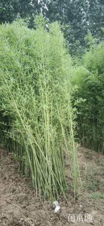 地栽苗早园竹