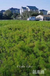 高度30厘米莎草