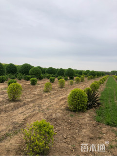 10公分高杆卫矛球