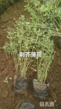 高度20厘米荆芥