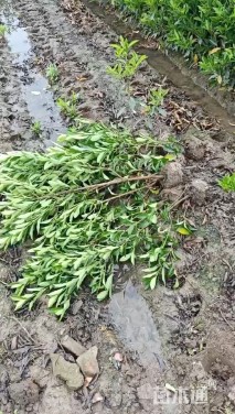 高度50厘米法国冬青