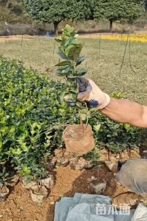 高度40厘米大叶黄杨