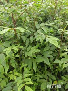 高度100厘米黄柏小苗