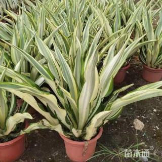 高度20厘米万年麻