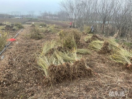 高度50厘米连翘