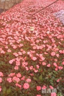 高度30厘米凤仙花