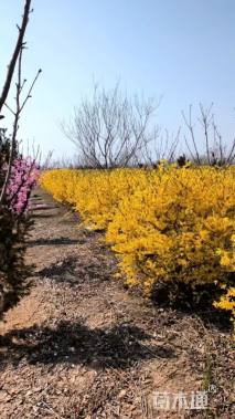 高度120厘米连翘