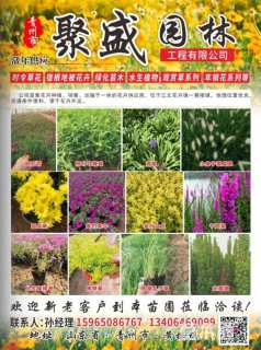 高度30厘米旱伞草