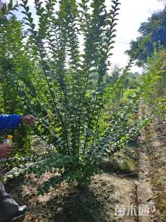 高度250厘米丛生紫薇