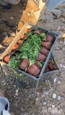 高度20厘米冰岛虞美人