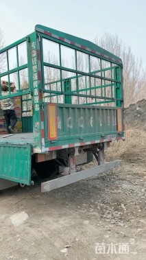 高度70厘米翠芦莉