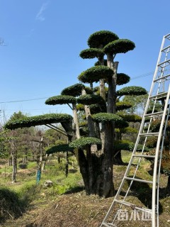 60公分造型小叶女贞