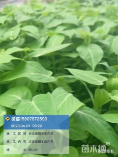 30厘米西番莲