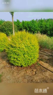 冠幅150厘米亮晶女贞球