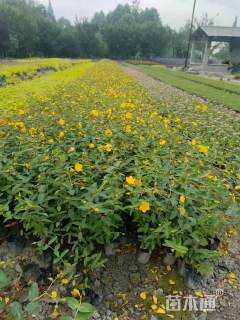 高度30厘米金丝桃