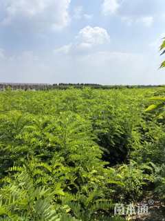 高度120厘米紫穗槐