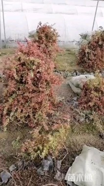 高度40厘米小丑火棘