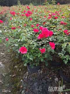 高度50厘米品种月季