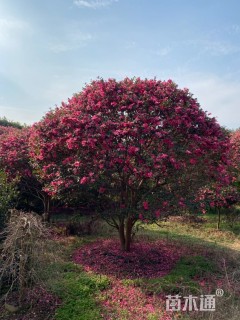 高度370厘米茶梅