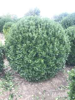 冠幅80厘米大叶黄杨球