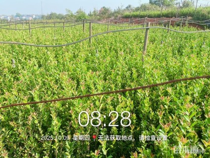 高度50厘米油茶