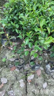 高度20厘米茶梅