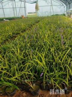 高度10厘米金边麦冬