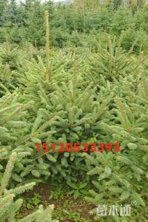 高度150厘米青海云杉