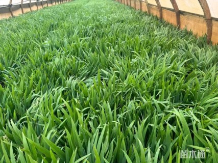 高度20厘米蓝花鸢尾