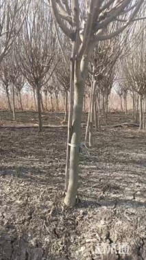 高度1.8厘米木槿