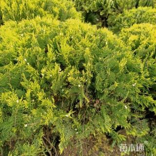 冠幅80厘米洒金柏球