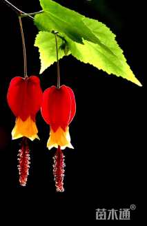 高度1500厘米倒挂金钟