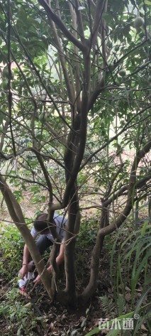9公分柚子树