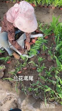 高度20厘米鸢尾