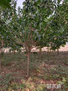 高度300厘米蜡梅