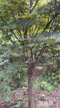 10公分中国红枫