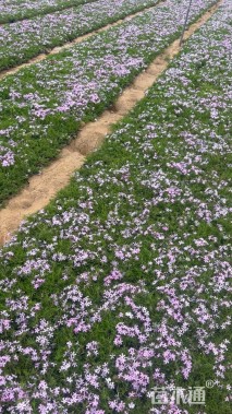 高度15厘米芝樱