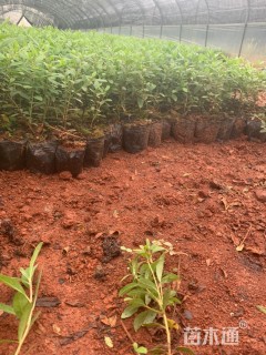 高度20厘米杜鹃