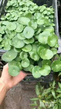 高度8厘米铜钱草