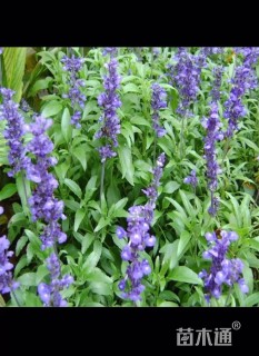 高度20厘米一串蓝