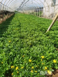 高度25厘米木春菊