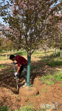 12公分日本晚樱