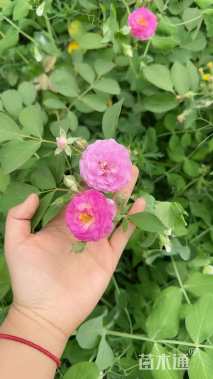 高度180厘米红景天