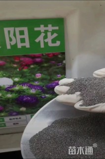 太阳花种子太阳花种子