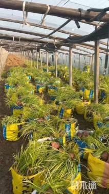 高度30厘米金叶石菖蒲