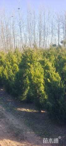 高度180厘米柏树