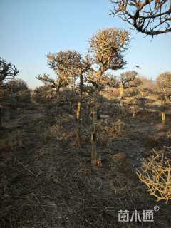 8公分造型对节白蜡