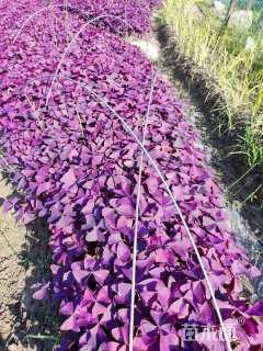 10厘米紫叶酢浆草