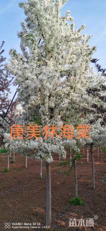 北美海棠